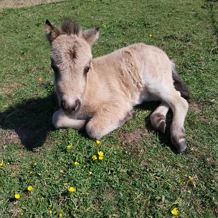 Le Refuge En Bois Nuit Insolite En Pleine Nature אוהל מפואר