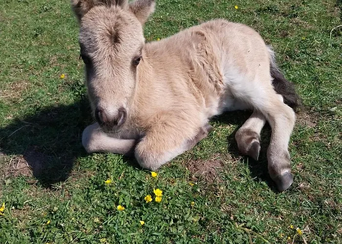 Le Refuge En Bois Nuit Insolite En Pleine Nature אוהל מפואר